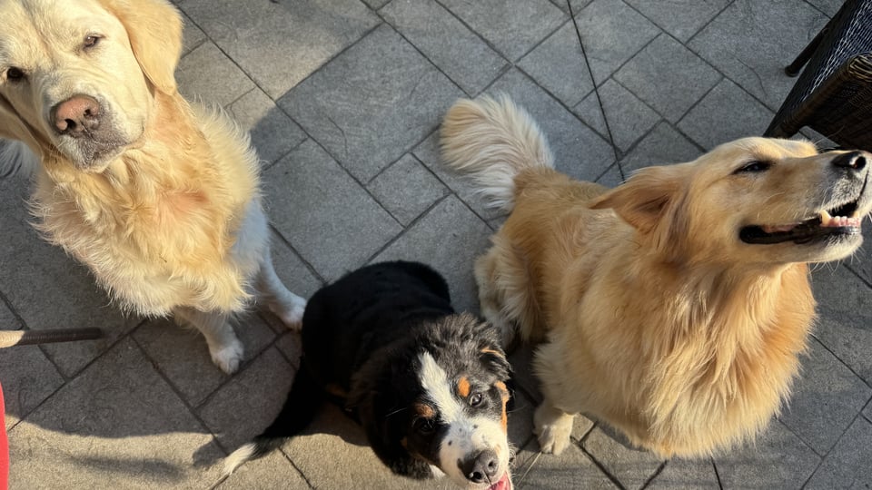 3 Dogs